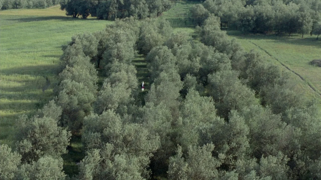 Through the Olive Trees (1995)