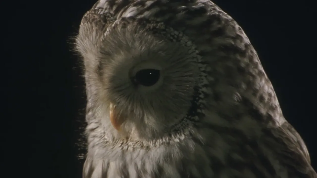 Owl (2003)