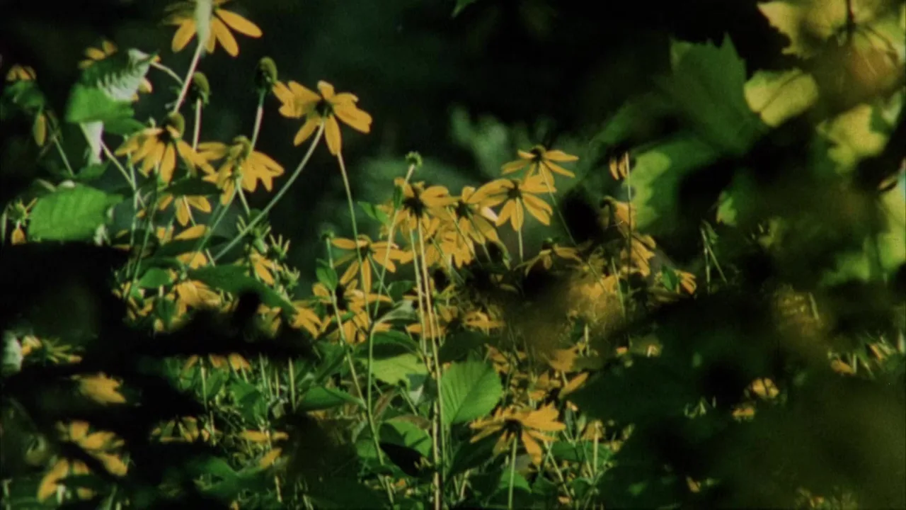 Private Vices, Public Virtues (1976)