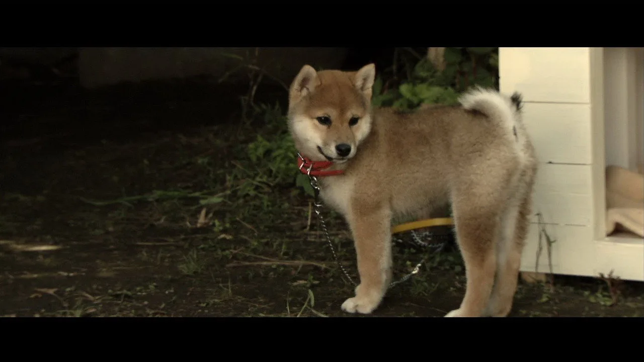 Happy Together –All About My Dog– (2011)