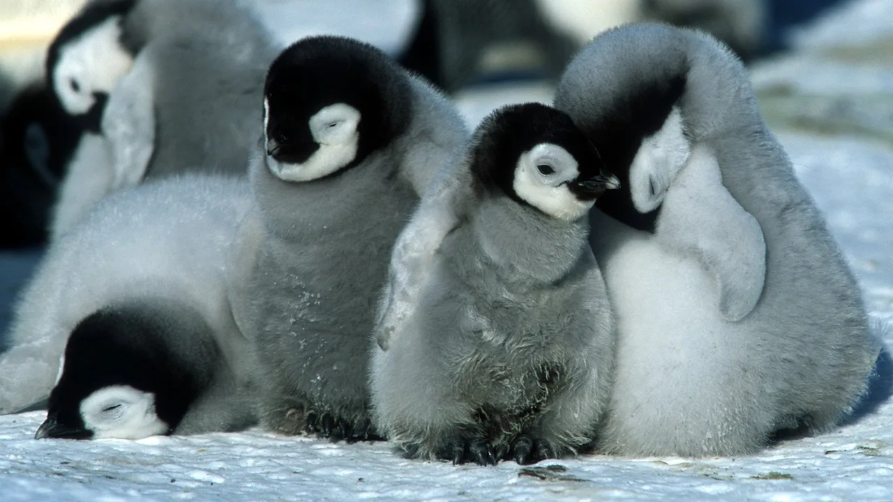 March of the Penguins (2005)