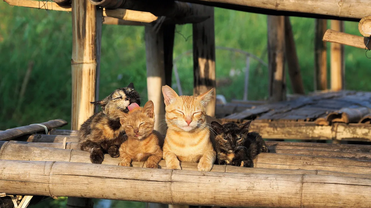 Mitsuaki Iwago's World “Cats” Travelogue (2012)