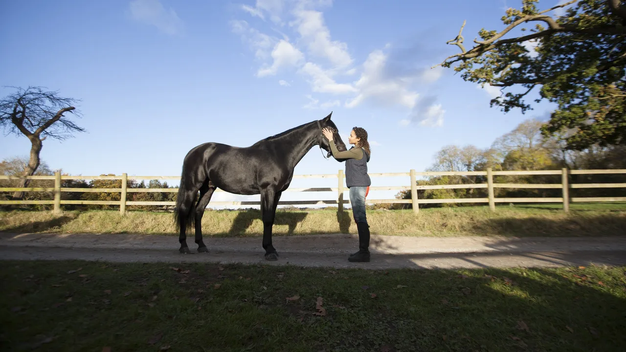 Free Rein (2017)
