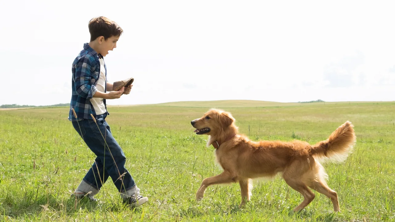 A Dog's Purpose (2017)