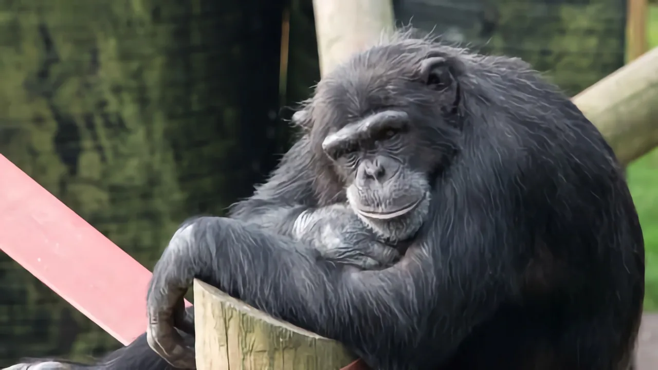Monkey Life (2007)