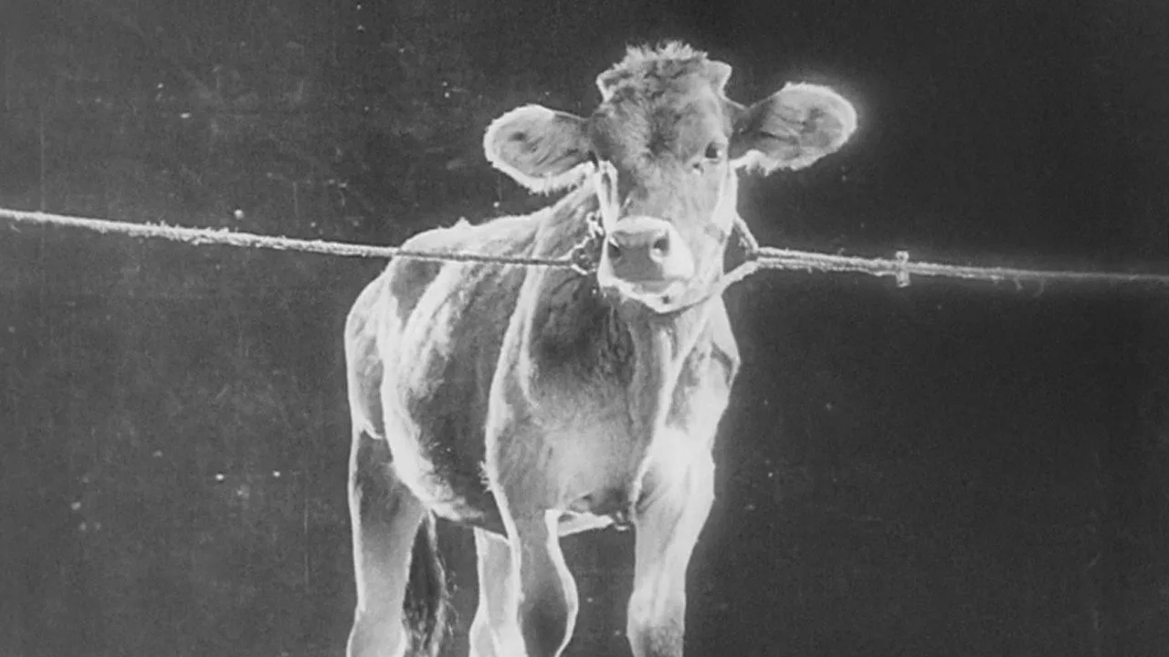 The General Line (1929)