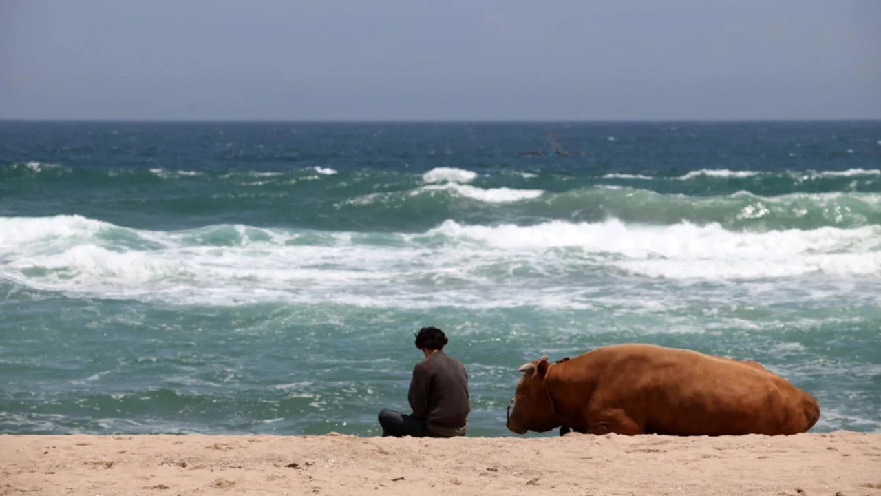 Rolling Home with a Bull (2010)