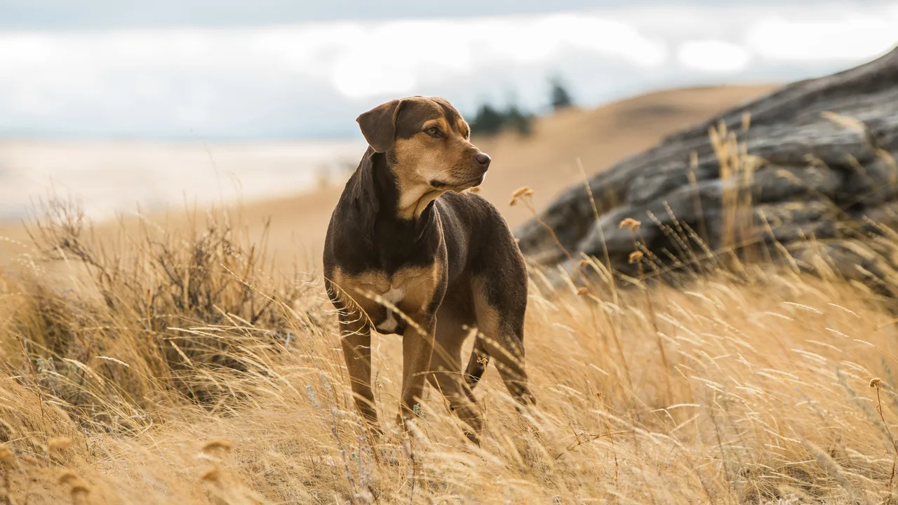 A Dog's Way Home (2019)