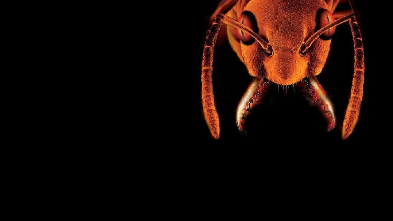 Glass Trap (2005)