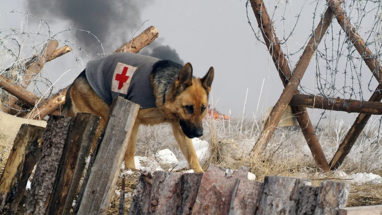 Finding Rin Tin Tin (2007)