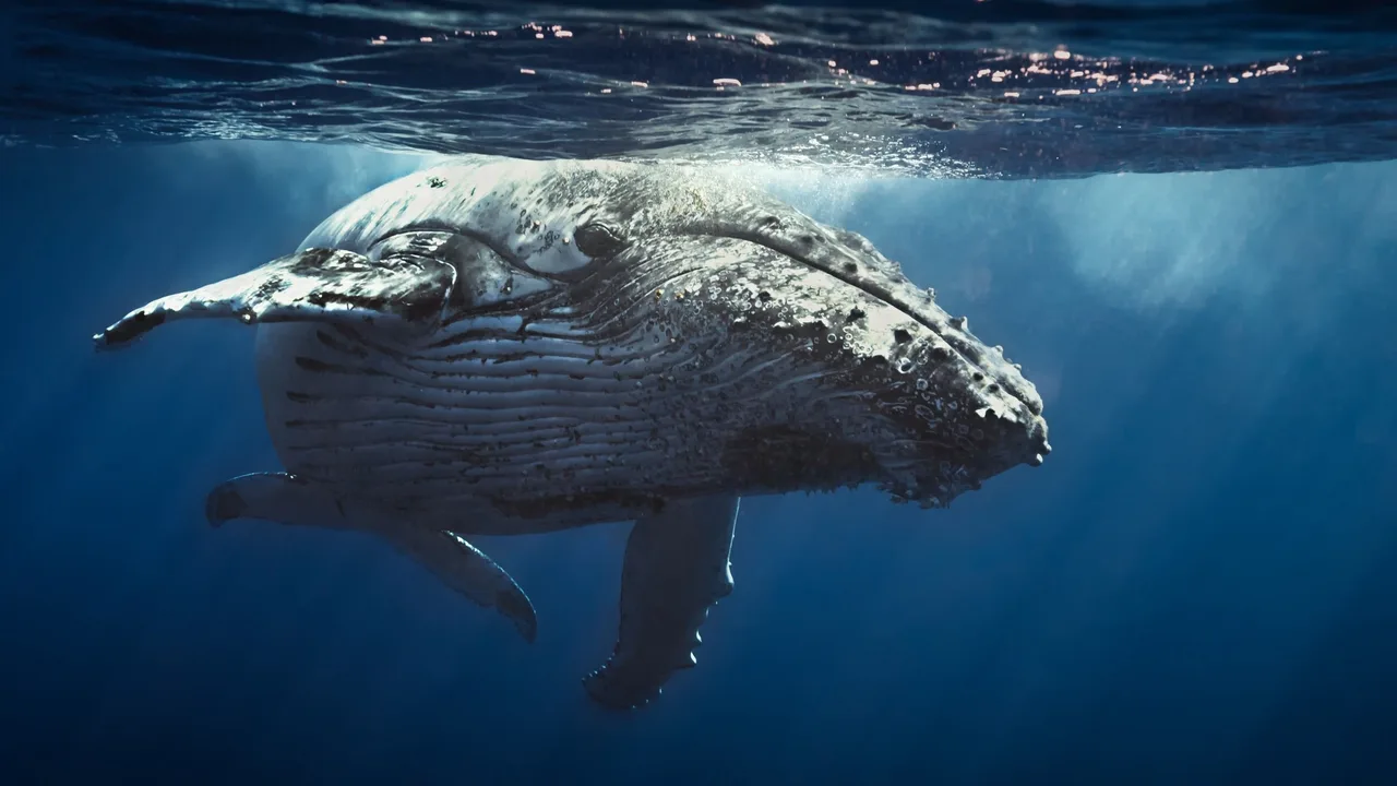 Oceans (2010)
