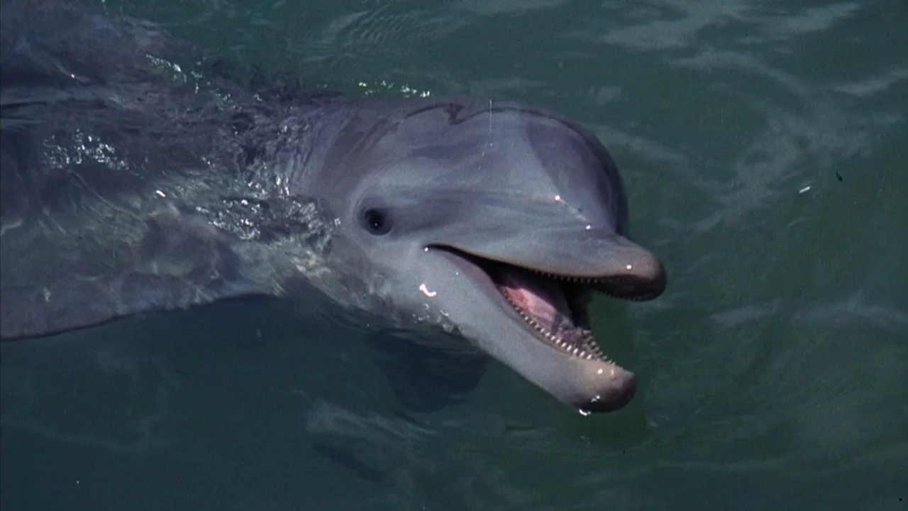 Flipper (1964)