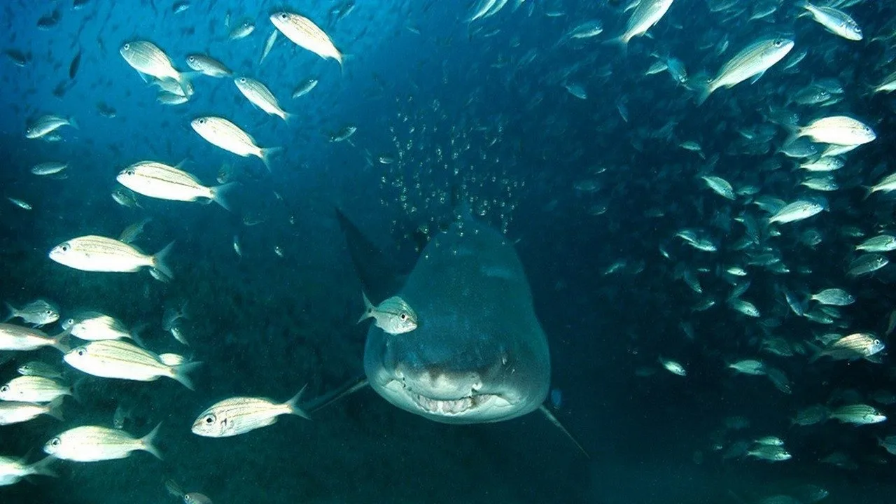 Deep Sea 3D (2006)